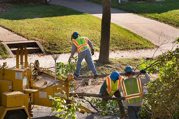 Professional Tree Service in Standish, MI